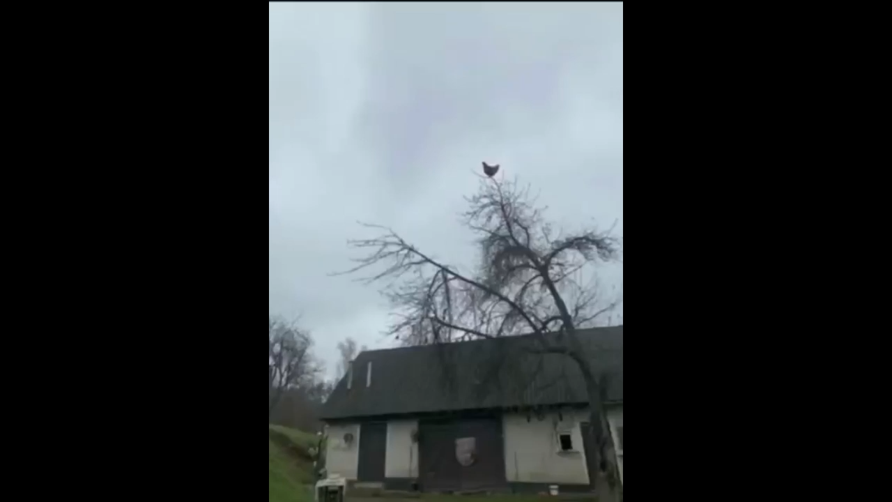 Chicken Screaming Meme Video