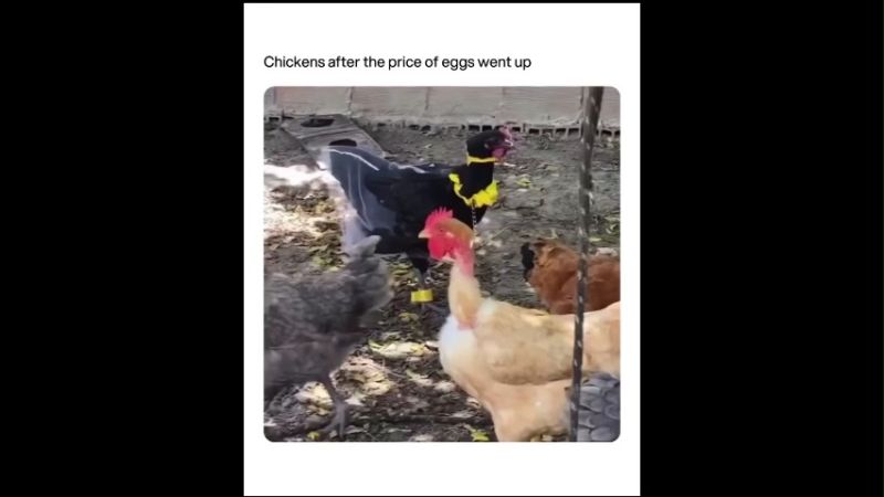 Chickens After The Price of Eggs Went Up Funny Memes