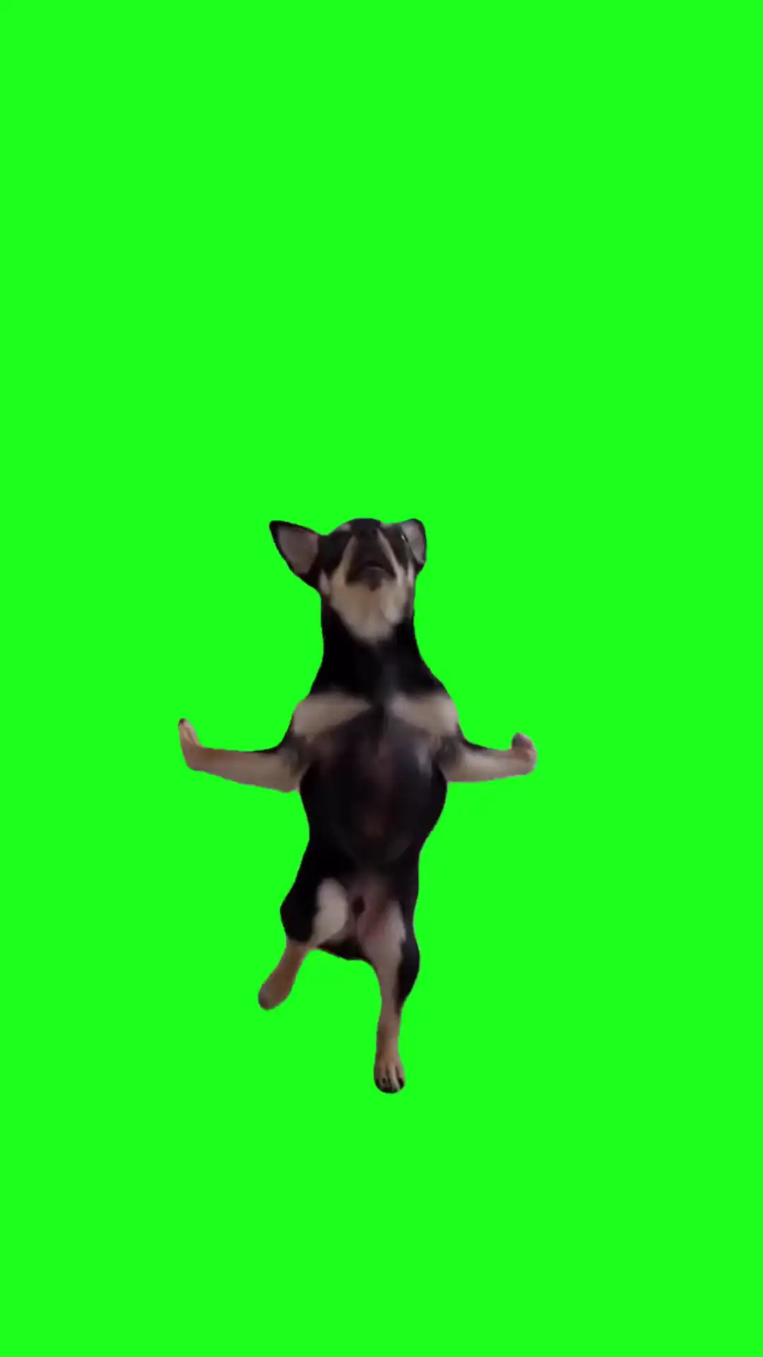 Chihuahua dance Green Screen Meme