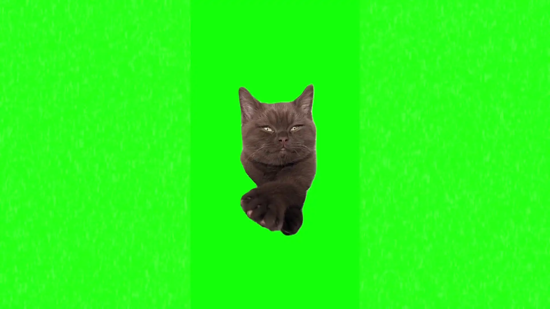 Chill vibes cat meme green screen