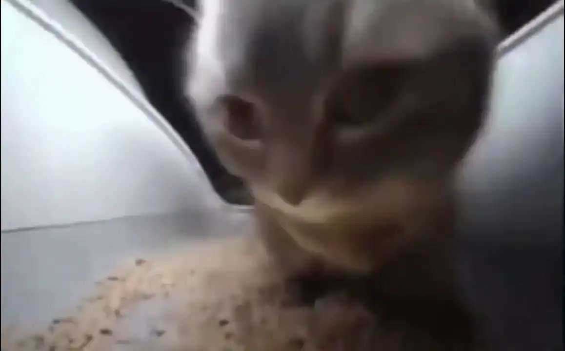 chipi chipi chapa chapa video