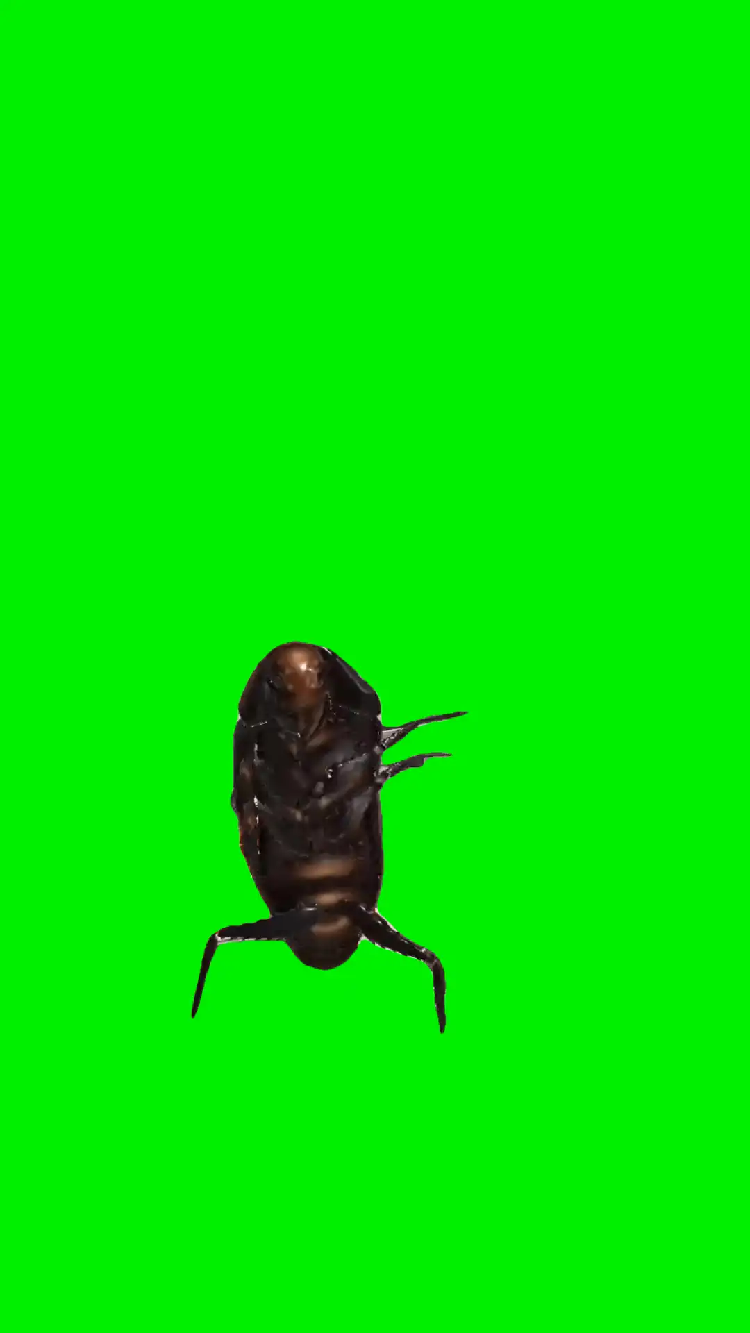 Cockroach dancing green screen