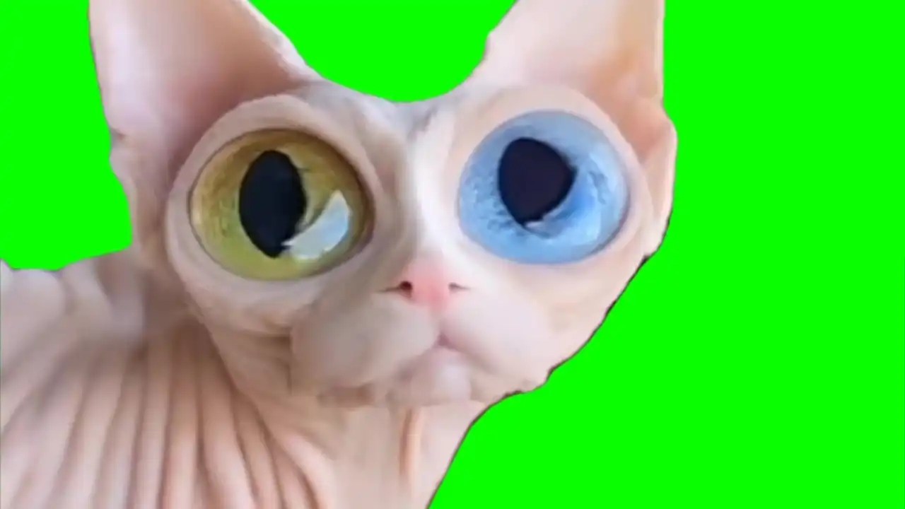 Colored eyes cat meme green screen