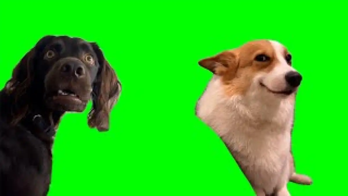 Confused and Smiling Dogs Meme Green screen