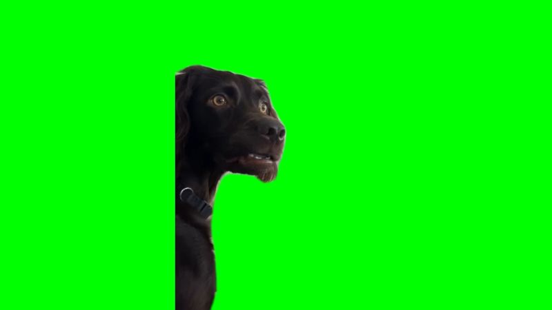 Confused Black Dog Meme