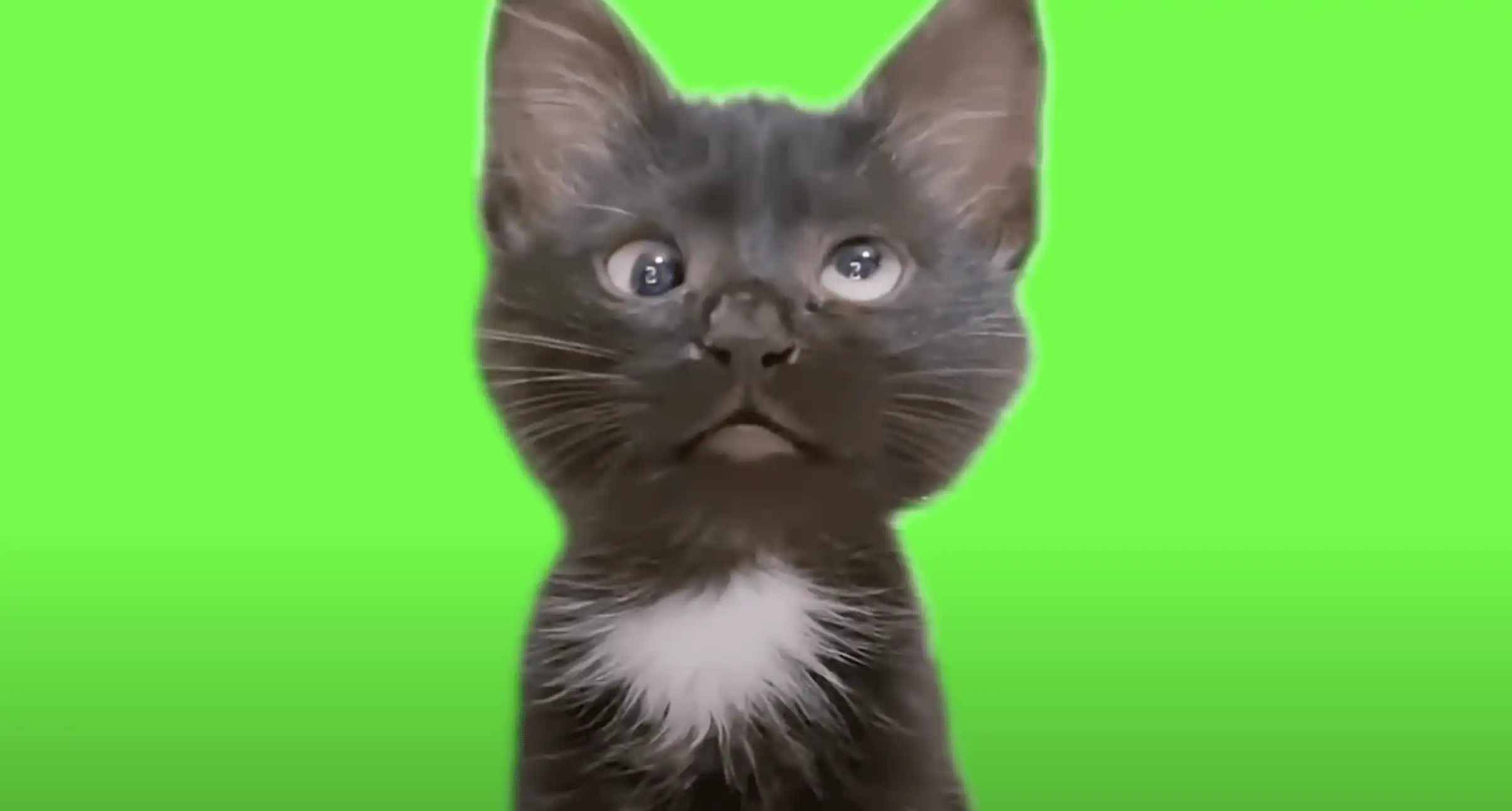 Confused cross eyed kitten meme Green Screen