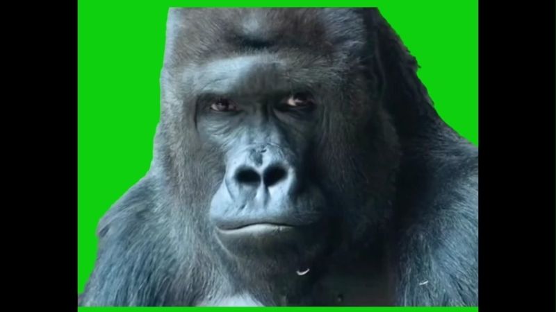 Confused Gorilla Green Screen Memes