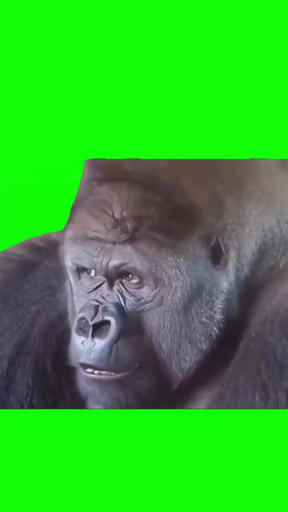 Confused gorilla Green Screen