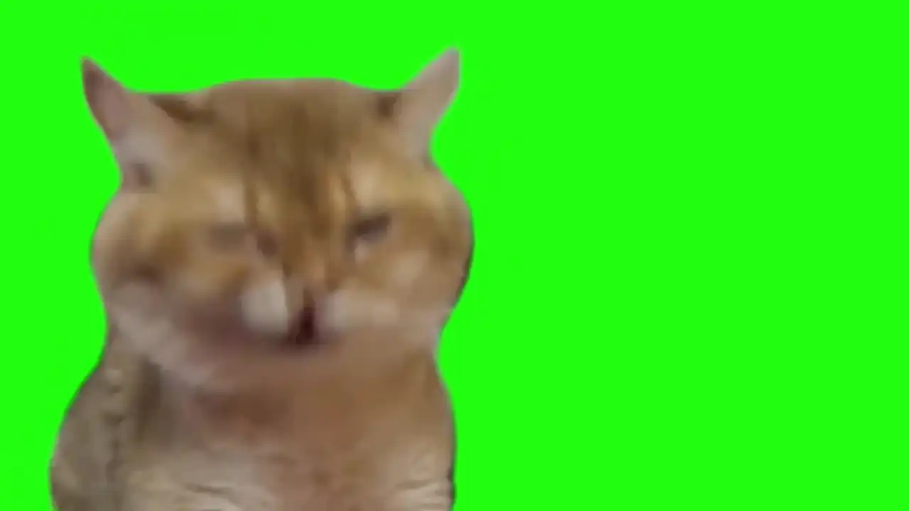 continues sneezing cat meme green screen