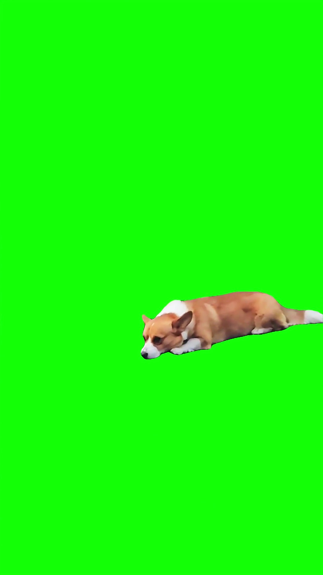 Corgie smiles meme Green Screen