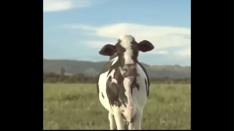 Cow Dance Vibing Memes