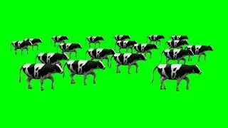 Cow Stampede Green Screen