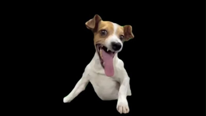 Crazy Dog Laugh Memes