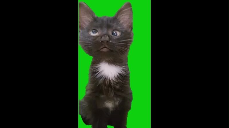 Cross Eyed Cat Said HAH Green Screen Memes Video