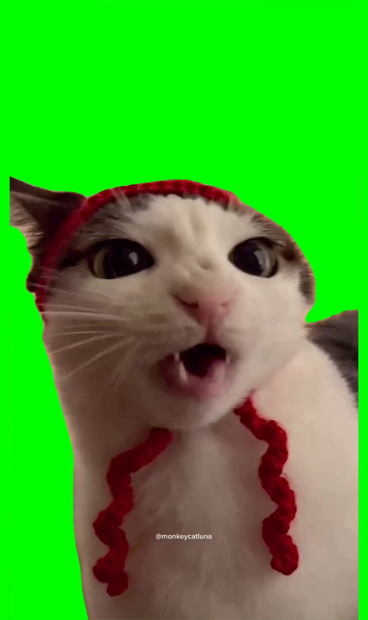 Crunchy Cat in a hat Meme Green Screen