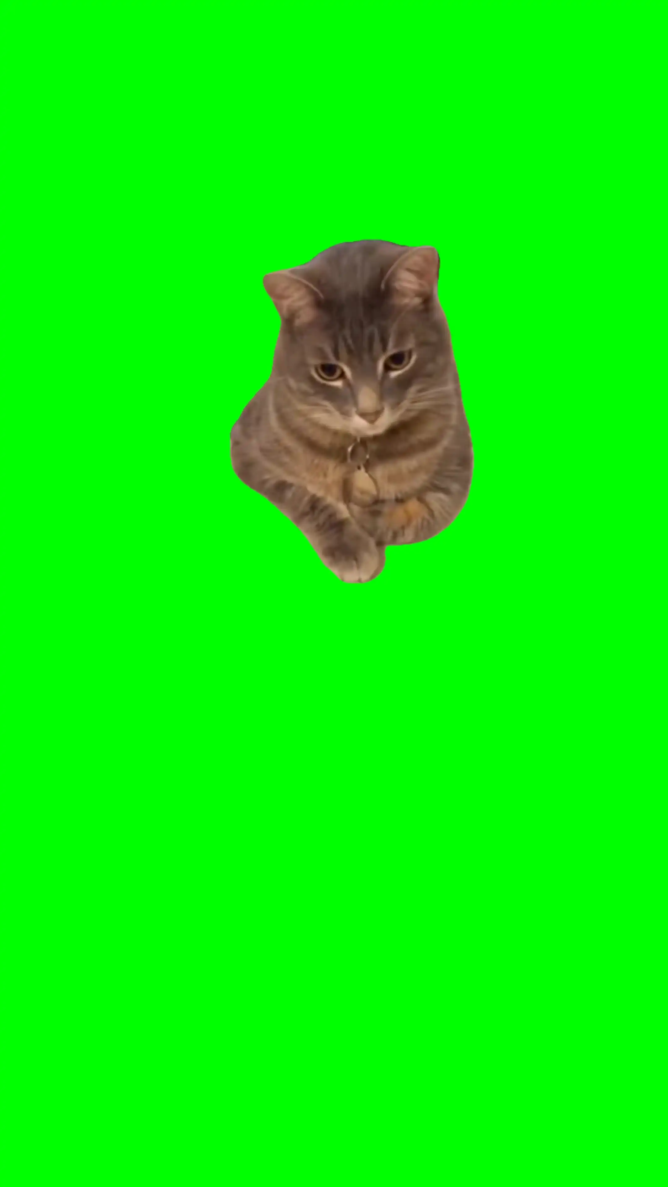 Curious cat green screen