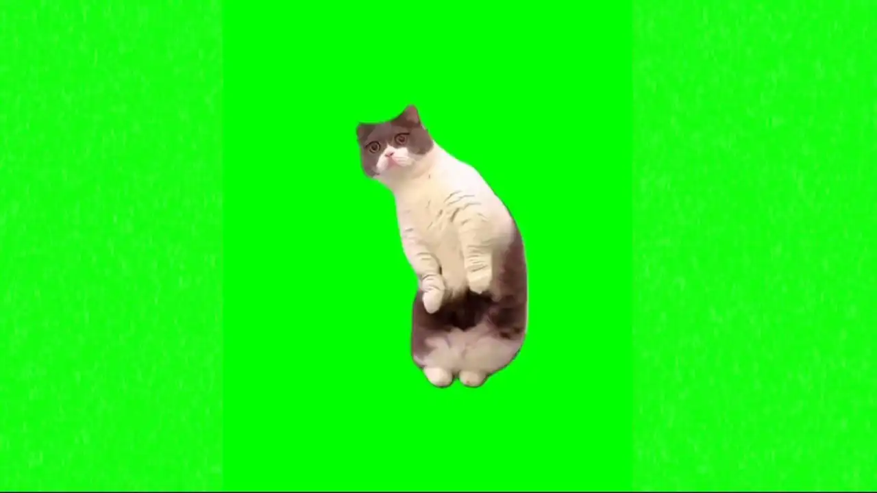 Curious cat meme green screen