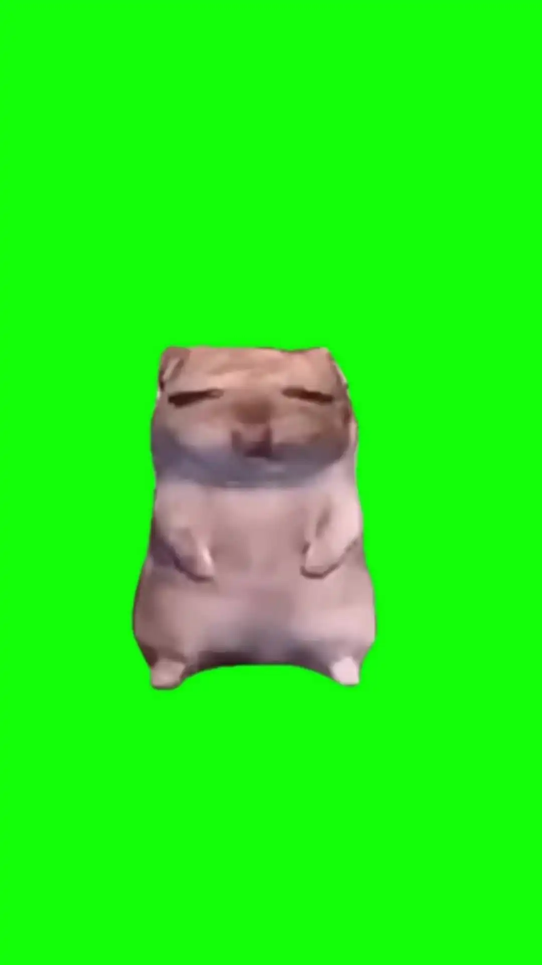 Damn Mommy I just Wanna- Hamster Meme Original green screen