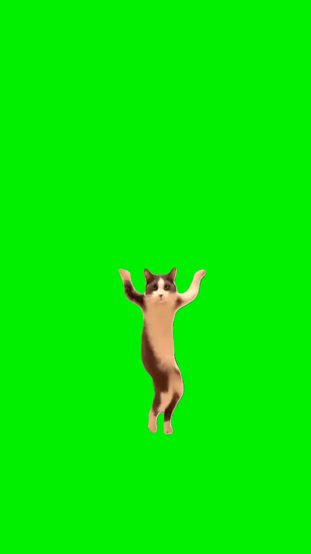 Dancing Cat Meme Green Screen