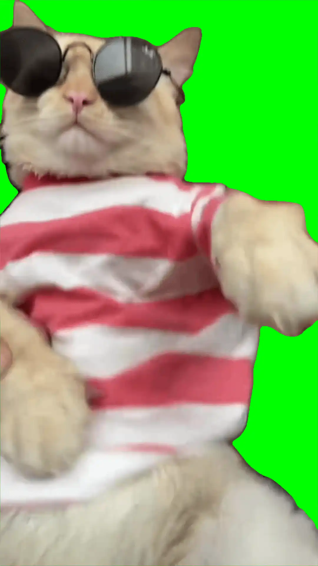 dancing cat to dance you dance green screen