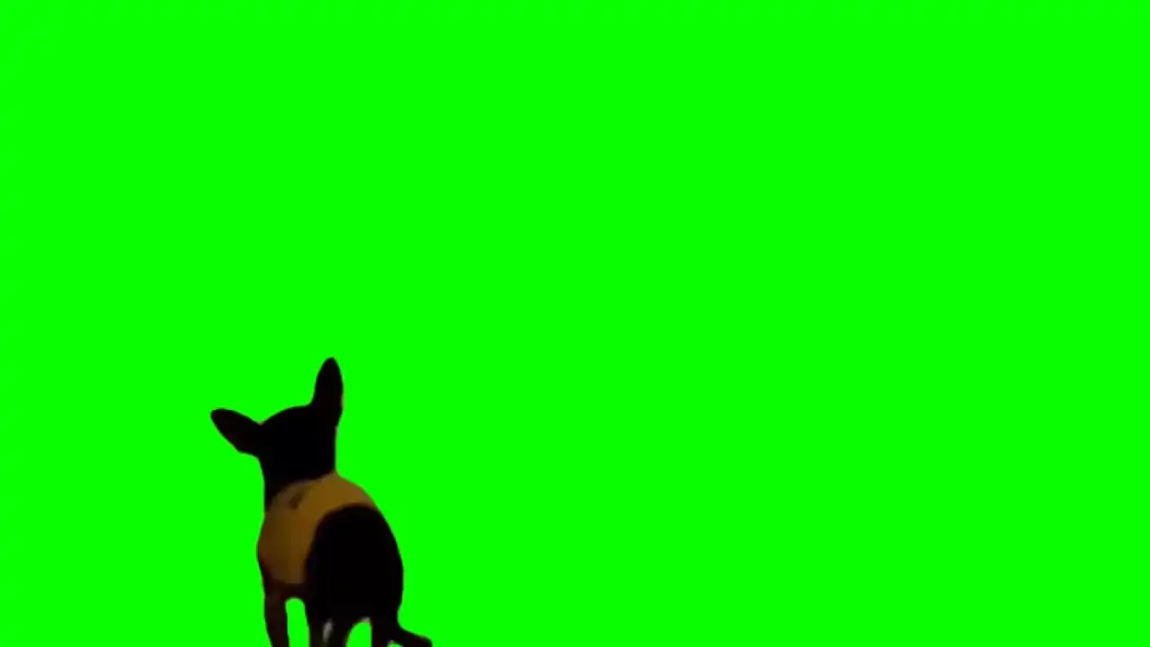 Dancing dog meme green screen