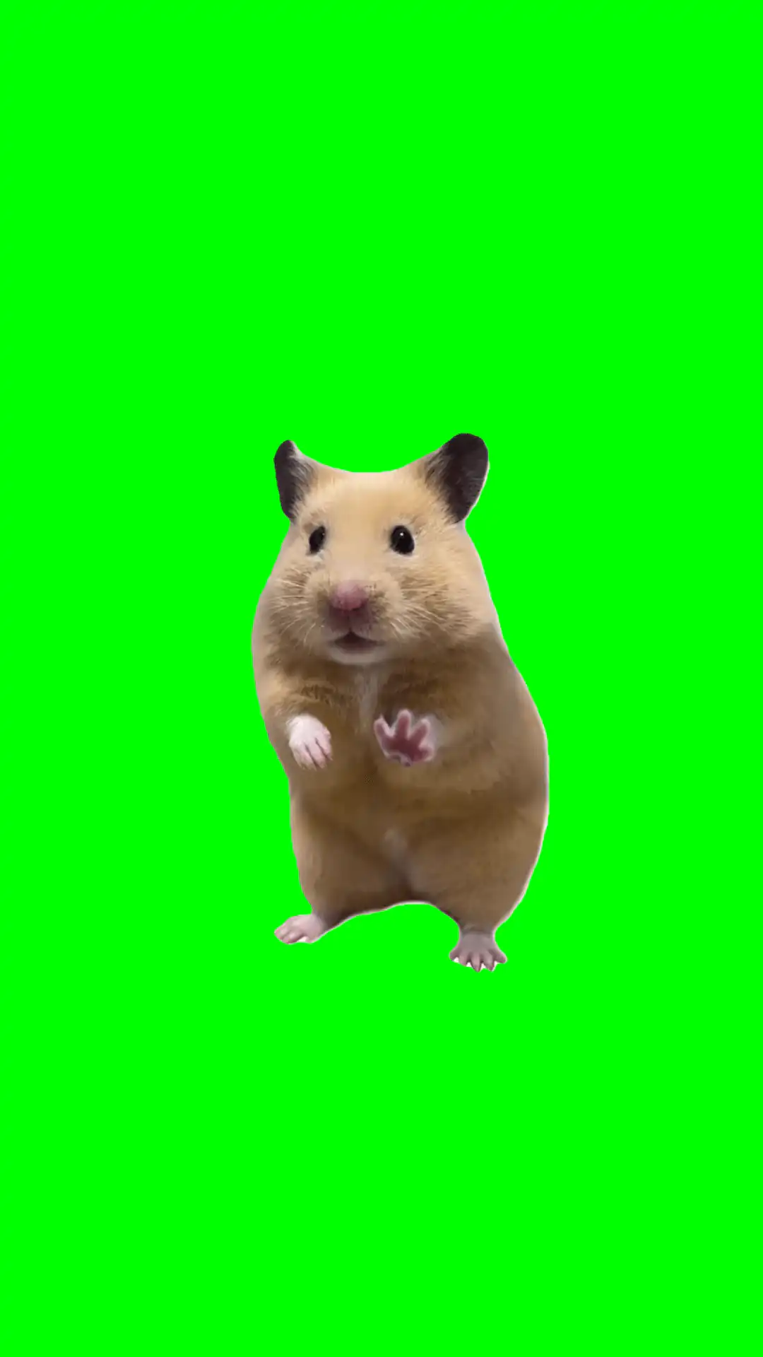 Dancing Hamster meme Green Screen