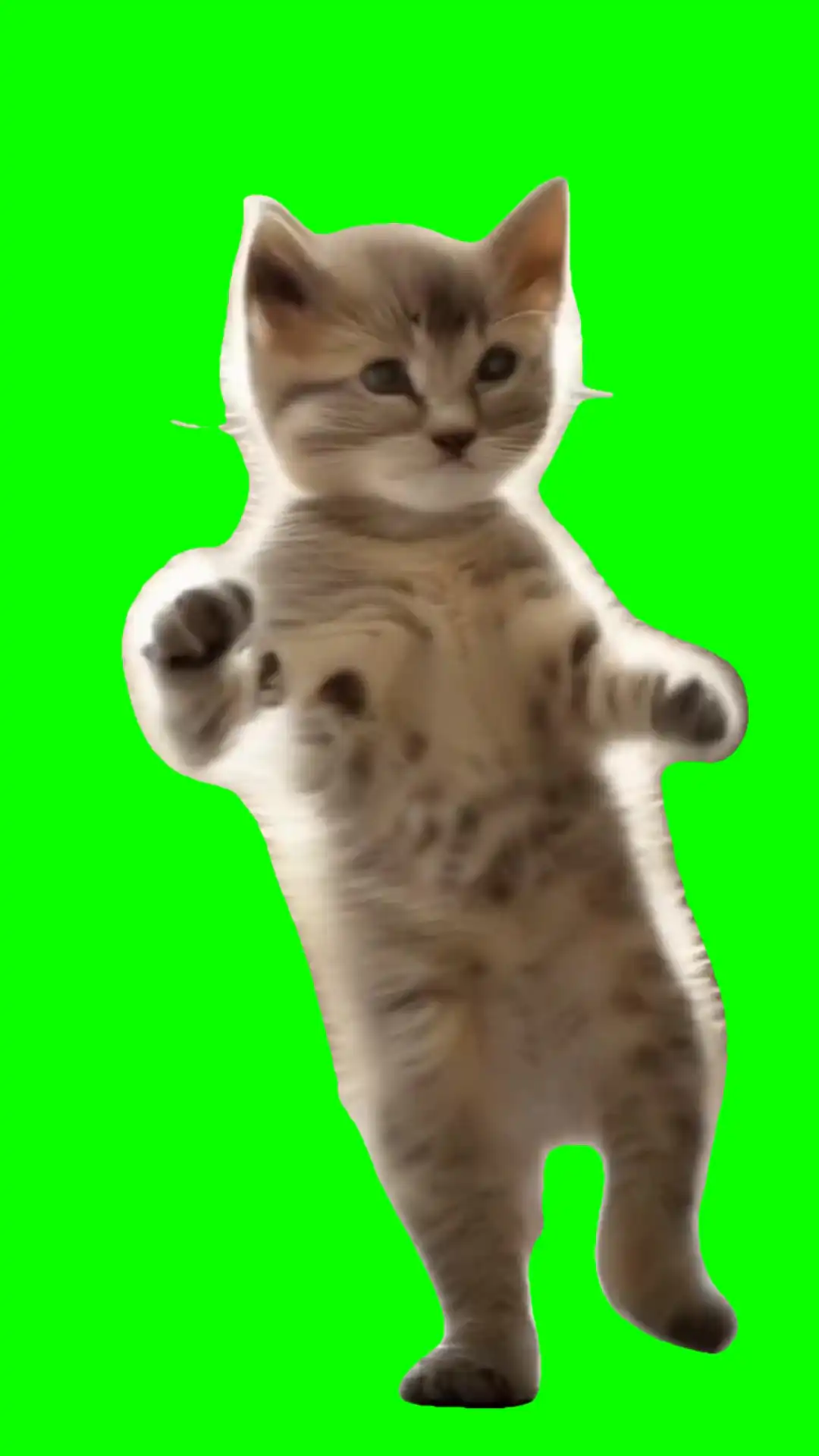 Dancing kitten green screen