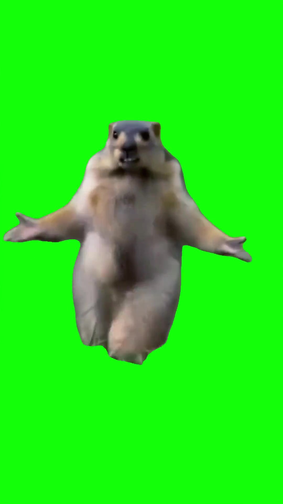 Dancing marmot Green Screen Meme