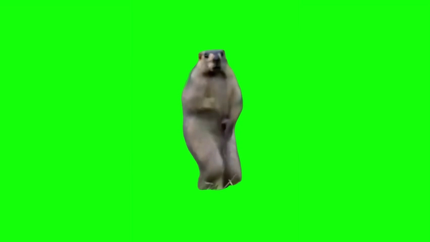 Dancing Marmot Green Screen Memes