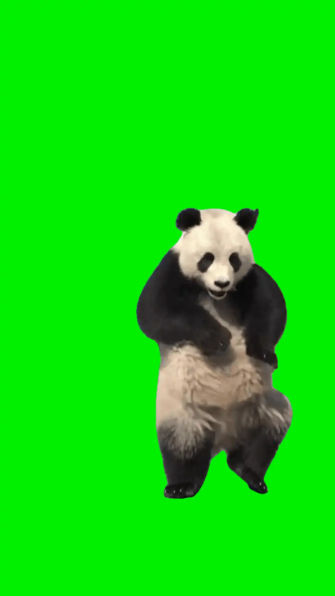 Dancing panda Meme Green Screen