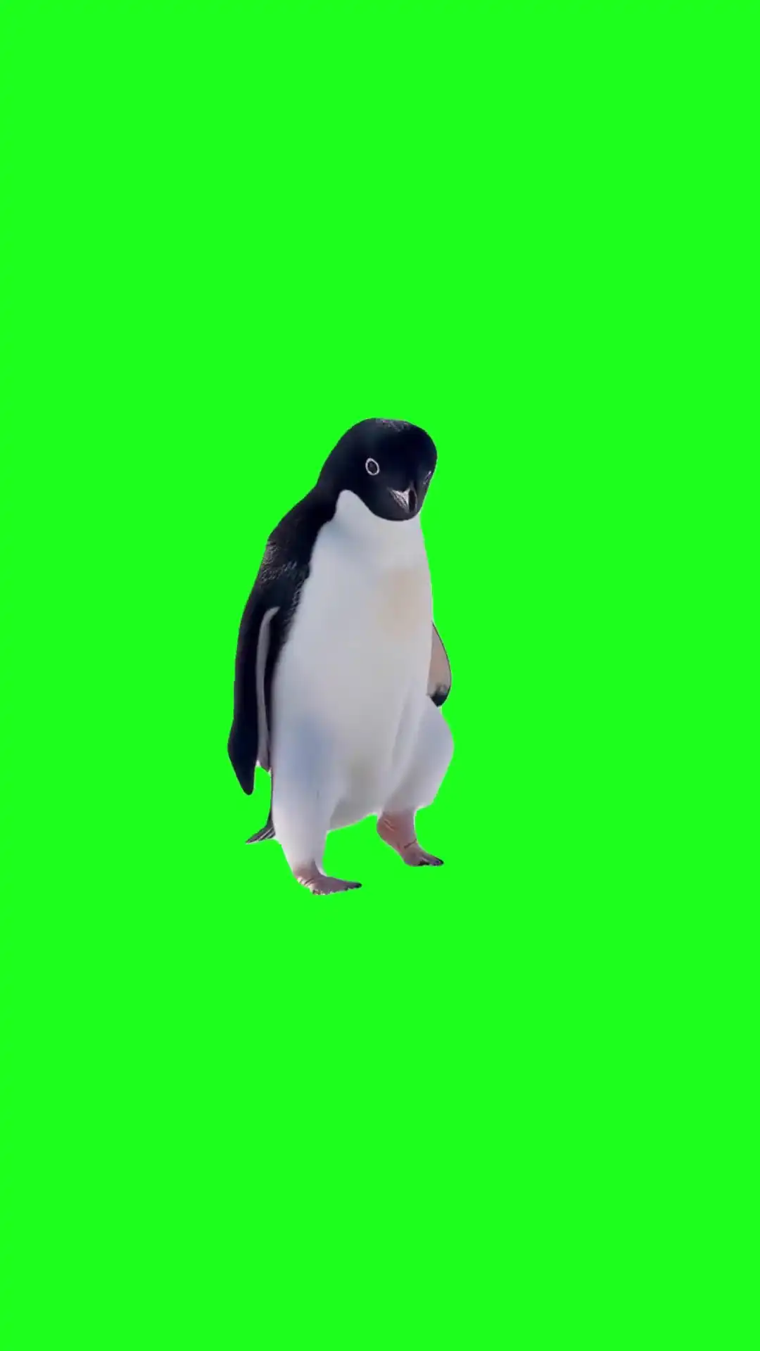 Dancing pinguine Green Screen Meme