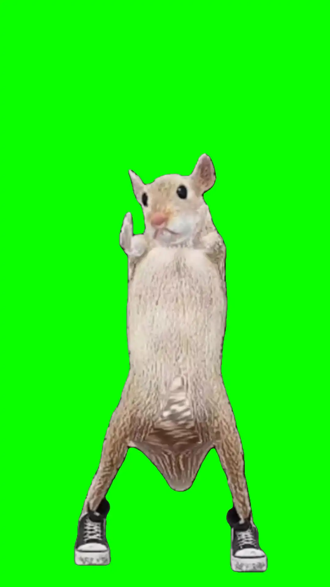 Dancing rat green screen