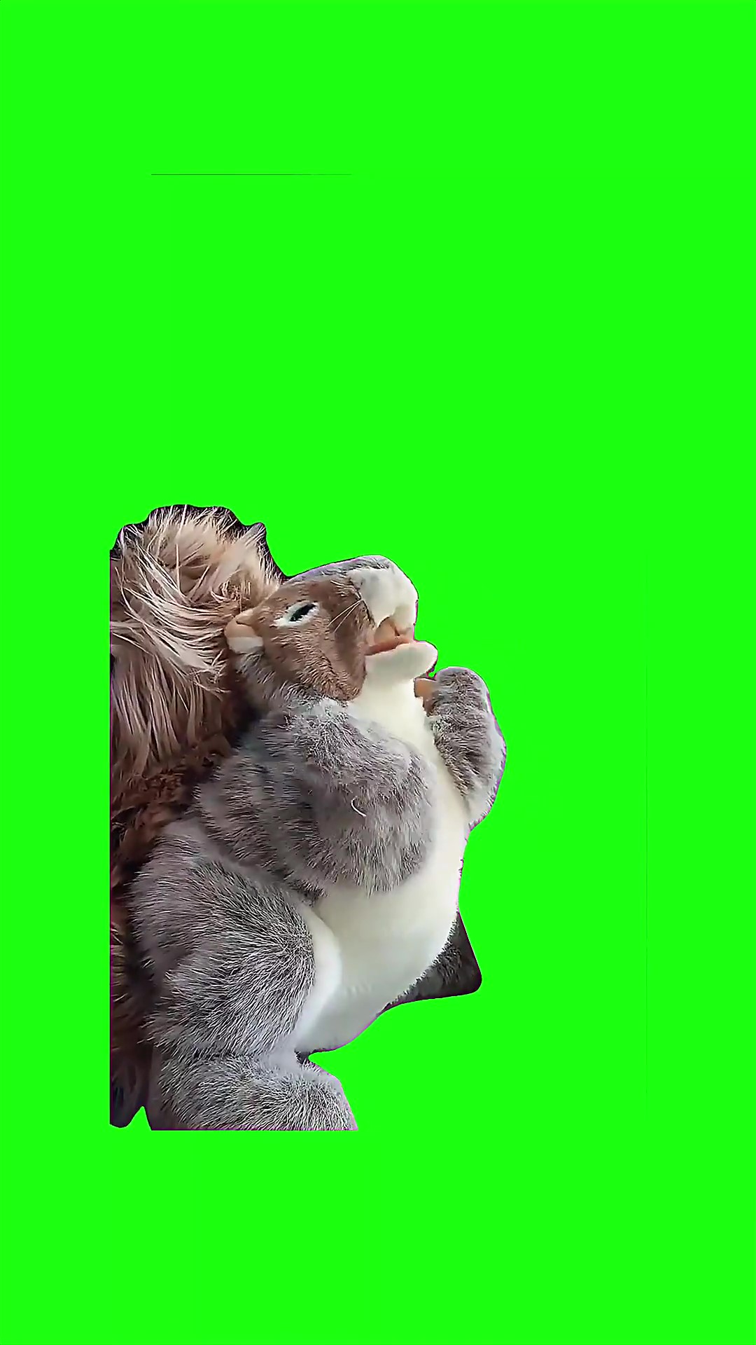 Dancing Squirrel Green Screen Meme