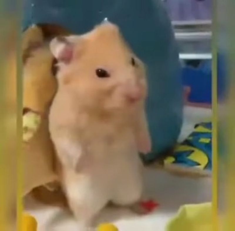 Depressed Confused Mouse Rat Hamster Meme Template