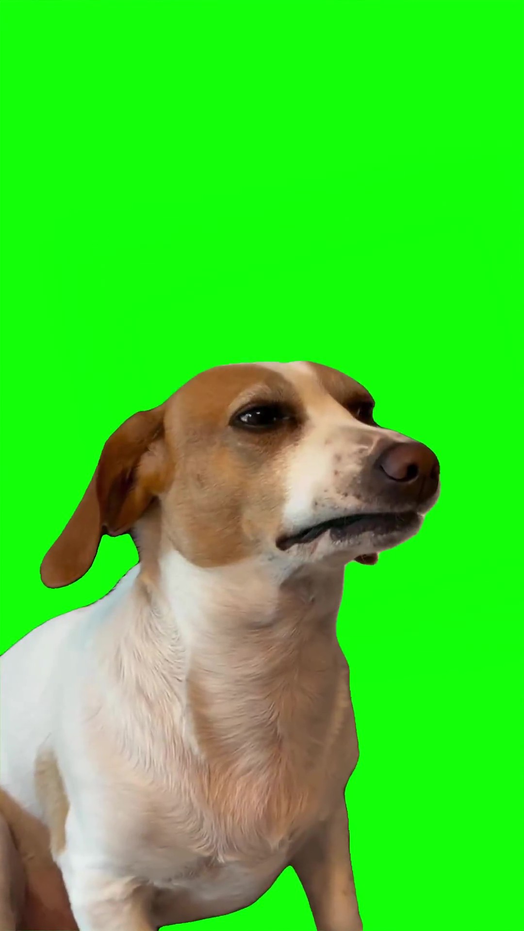 Dino dog sus look Green Screen Meme