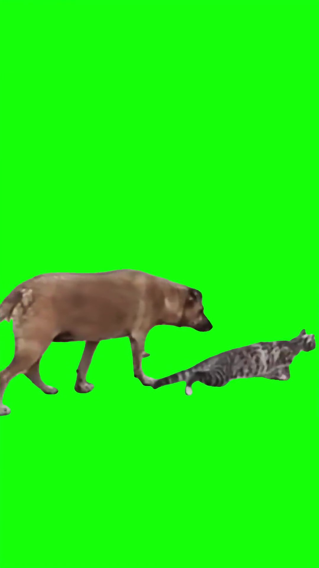 Dog creeping up on cat Green Screen Meme