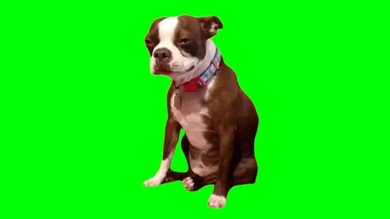 Dog Crying Green Screen Meme Template