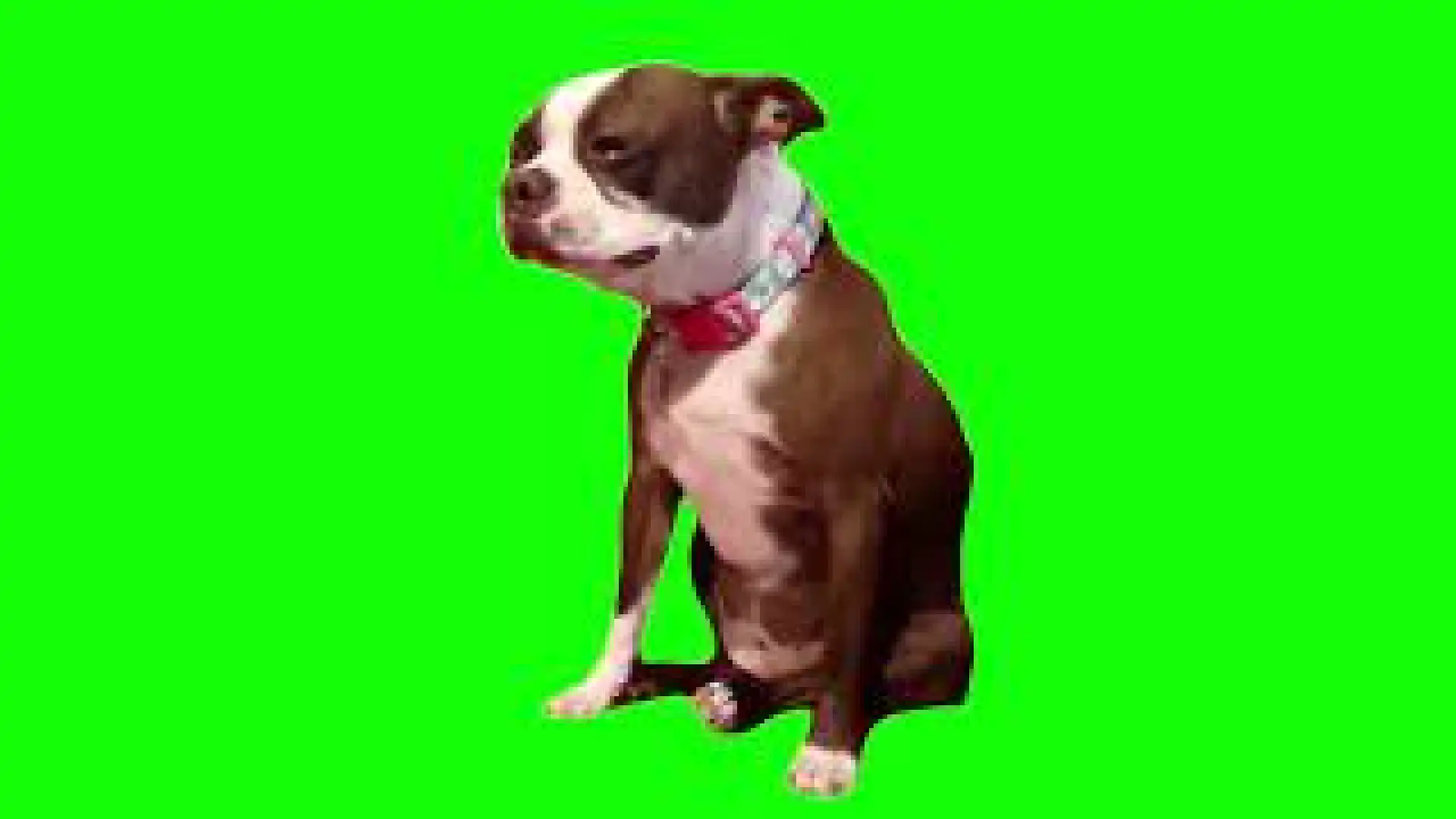 Dog Crying Meme Green Screen