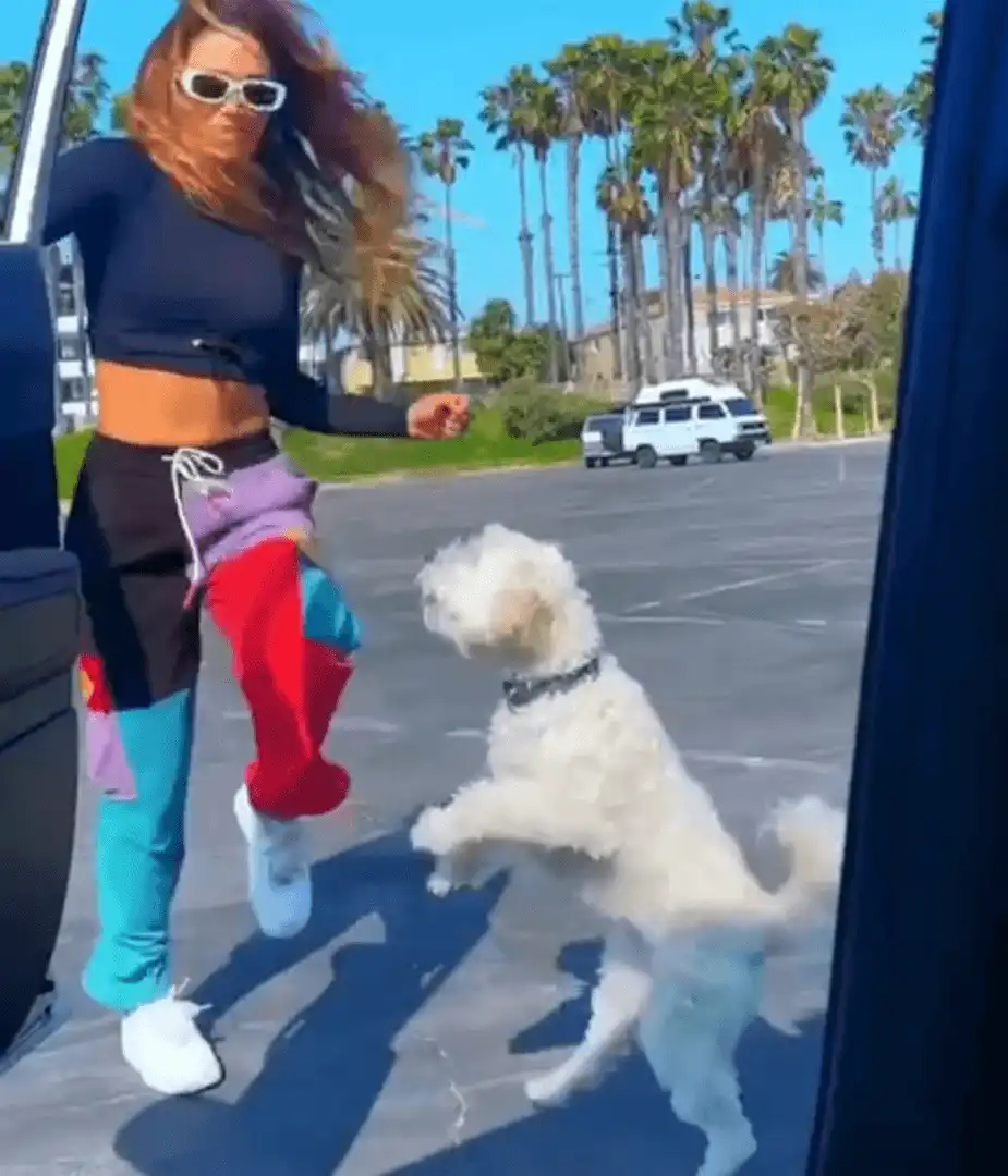 Dog dance flying through meme