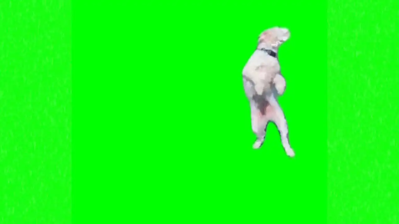 Dog dance flying through space green screen