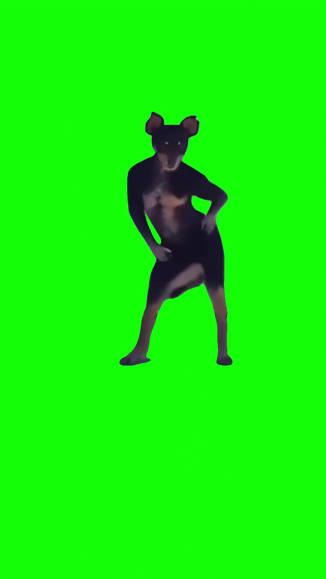 Dog dancing Green Screen Meme