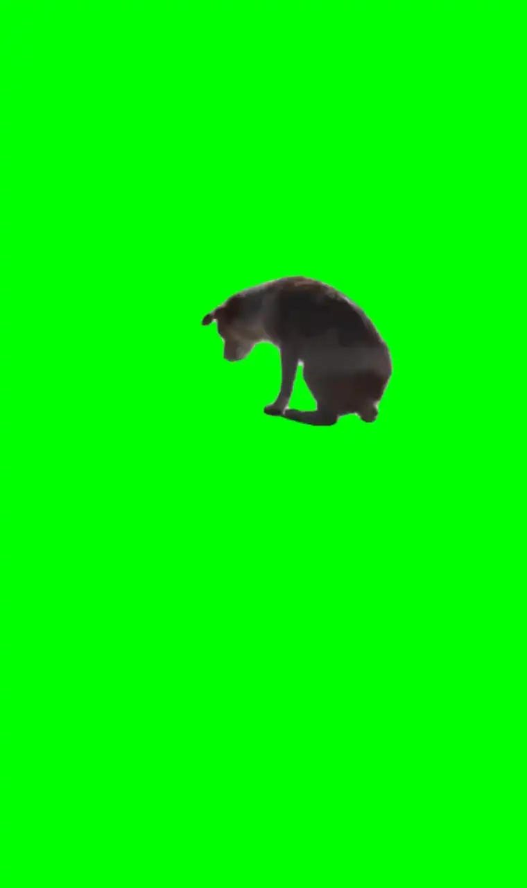 Dog dancing green screen