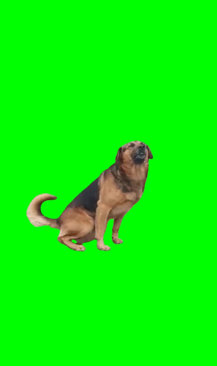 Dog dancing Meme Green Screen