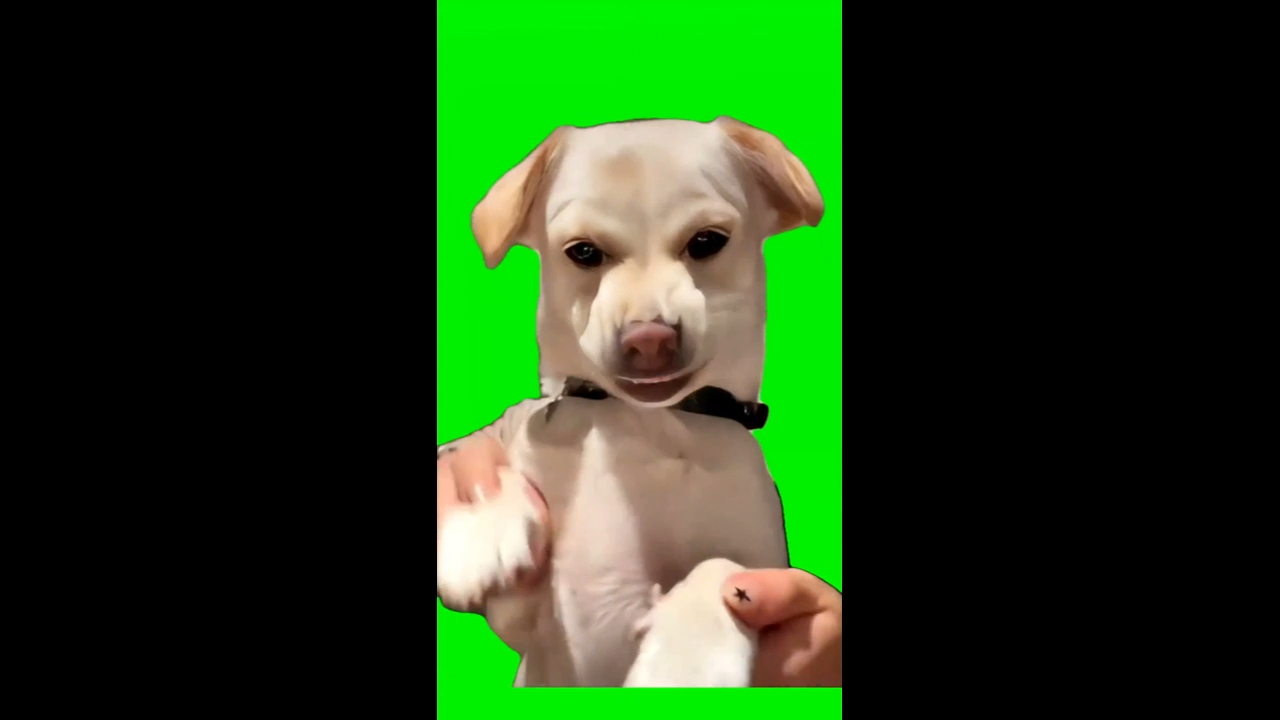 Dog Dancing To Gentlemen Green Screen Meme Template