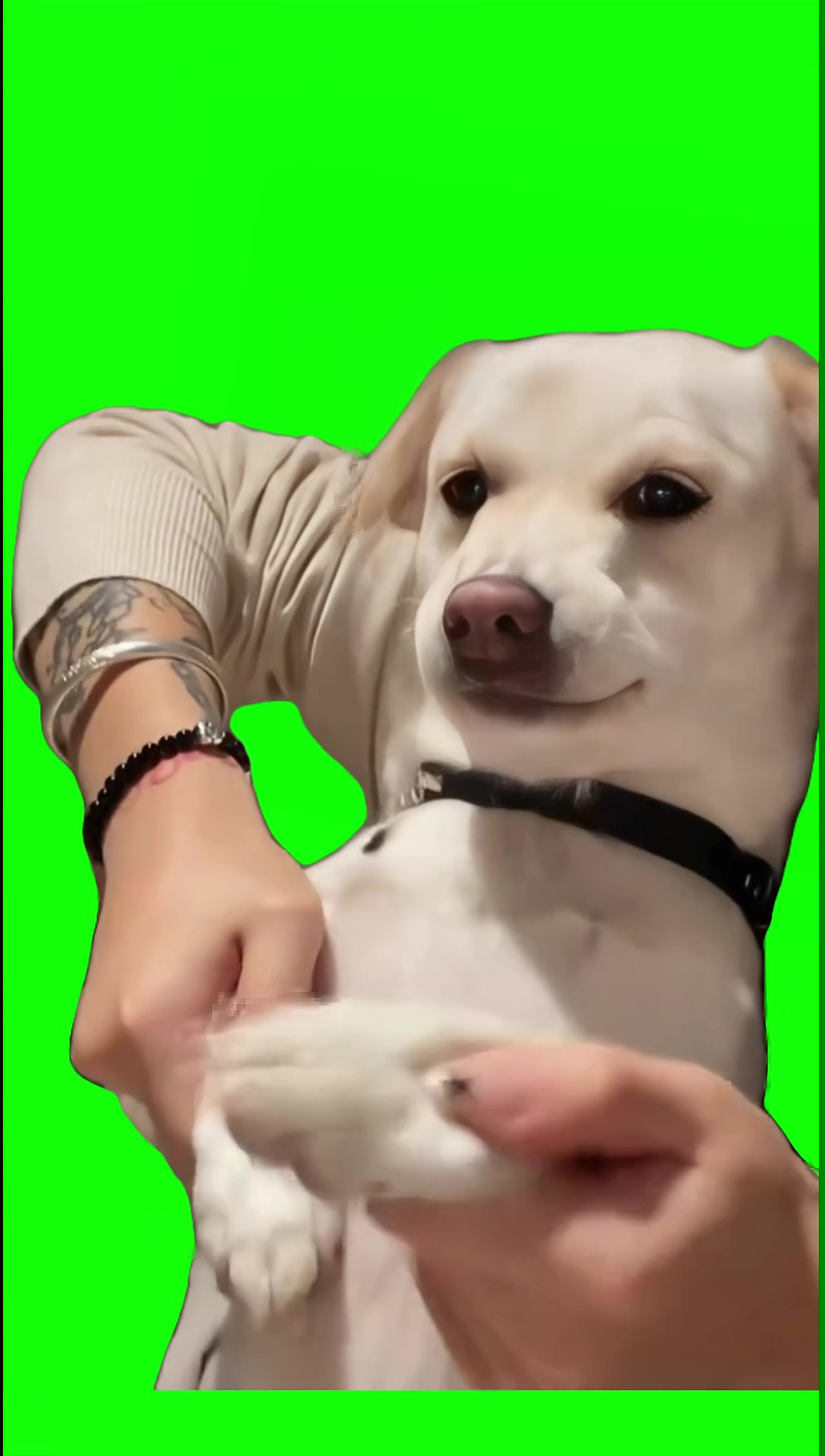Dog dancing to gentlemen Green Screen Meme