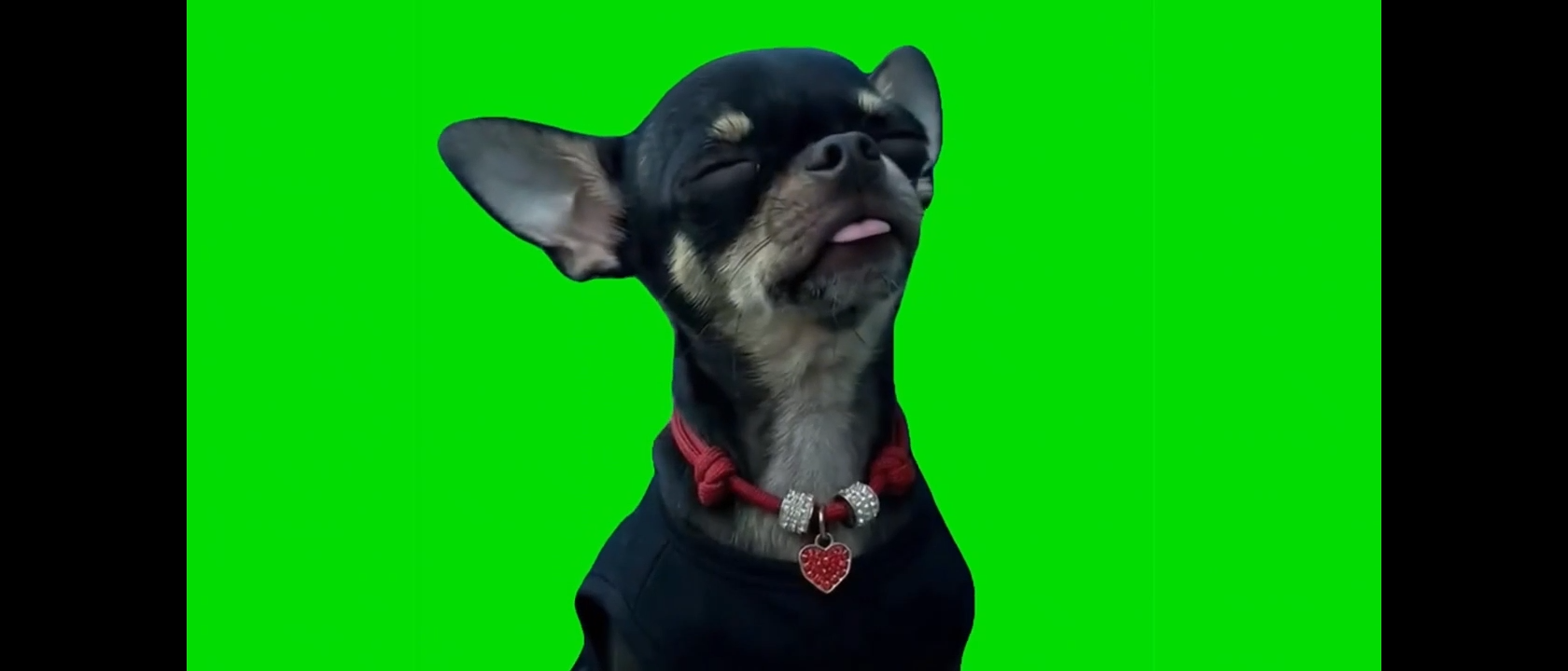 Dog Dancing To Turn The Lights Off Green Screen Meme Video