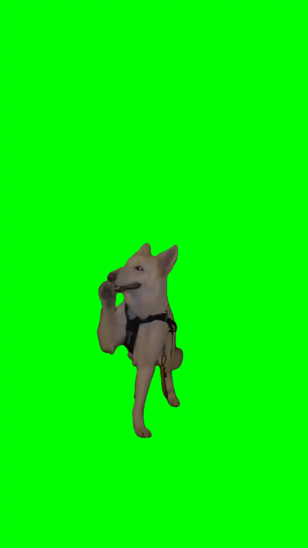 Dog dancing to wait meme green screen