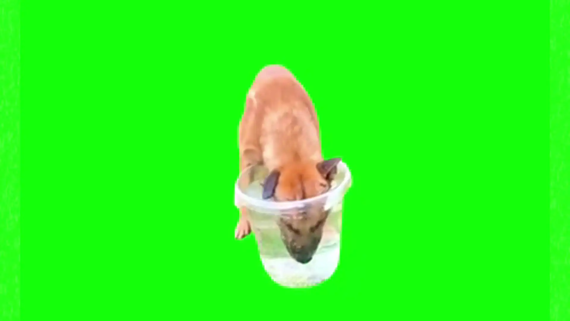 Dog drinking water meme