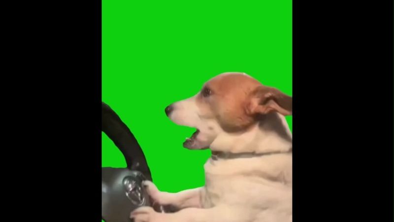 Dog Driving Car While Yawning Green Screen Memes