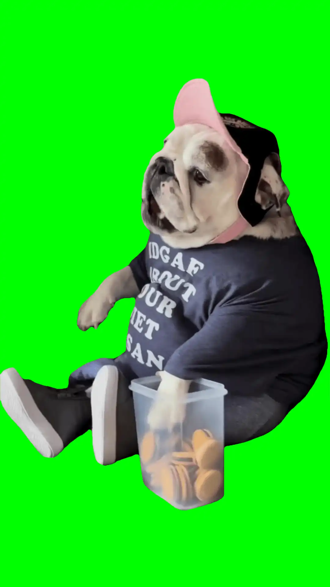 Dog eating green screen